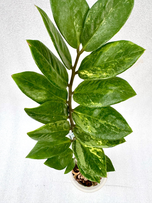 Variegated ZZ
