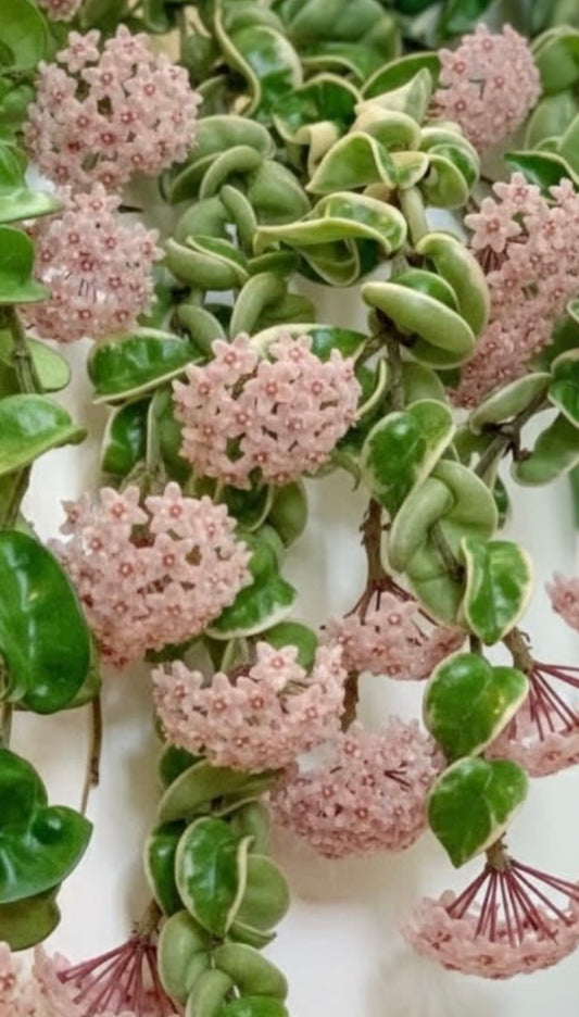 Hoya Compacta Variegated (Hidu Rope)