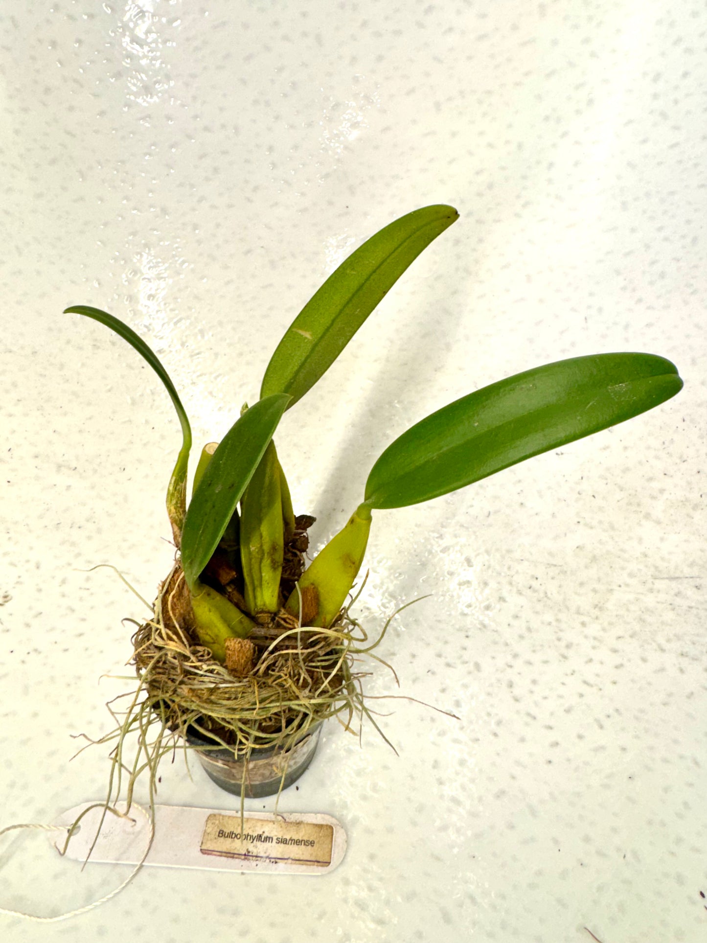 Orchid Bulbophyllum siamense
