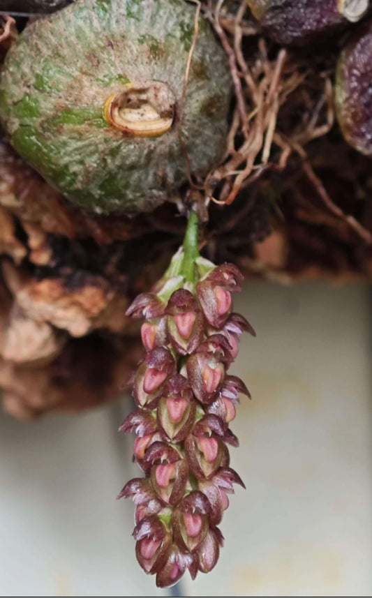 Orchid Bulbophyllum triste