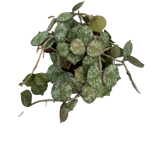 Hoya Curtisii