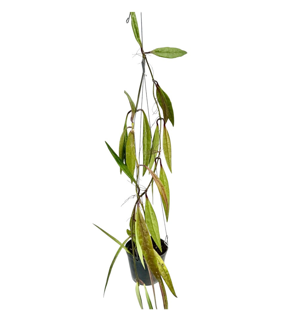 Hoya sulawesiana vine