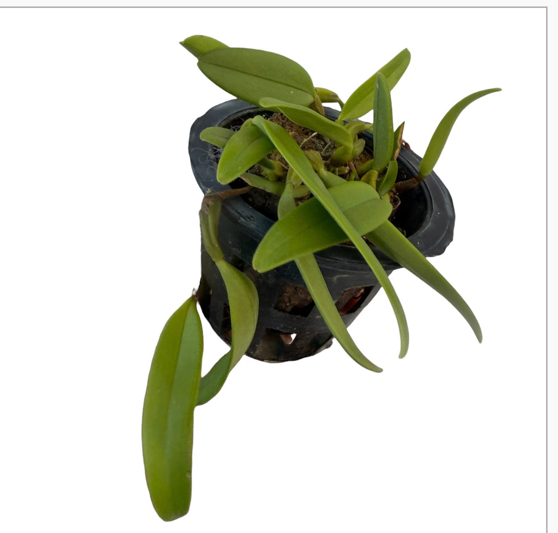 Orchid Bulbophyllum Sheryl Kurizaki