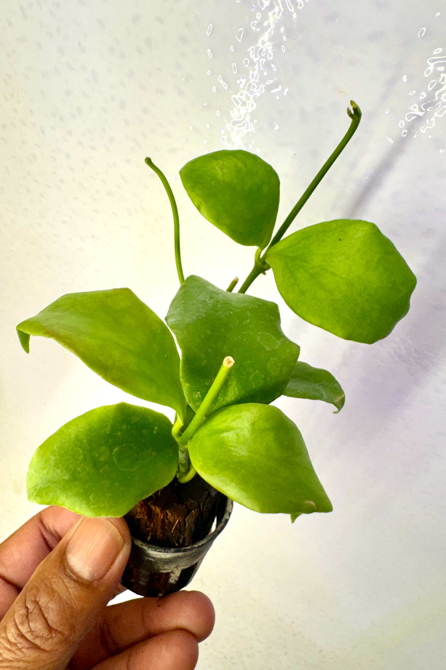 Hoya Oblongata