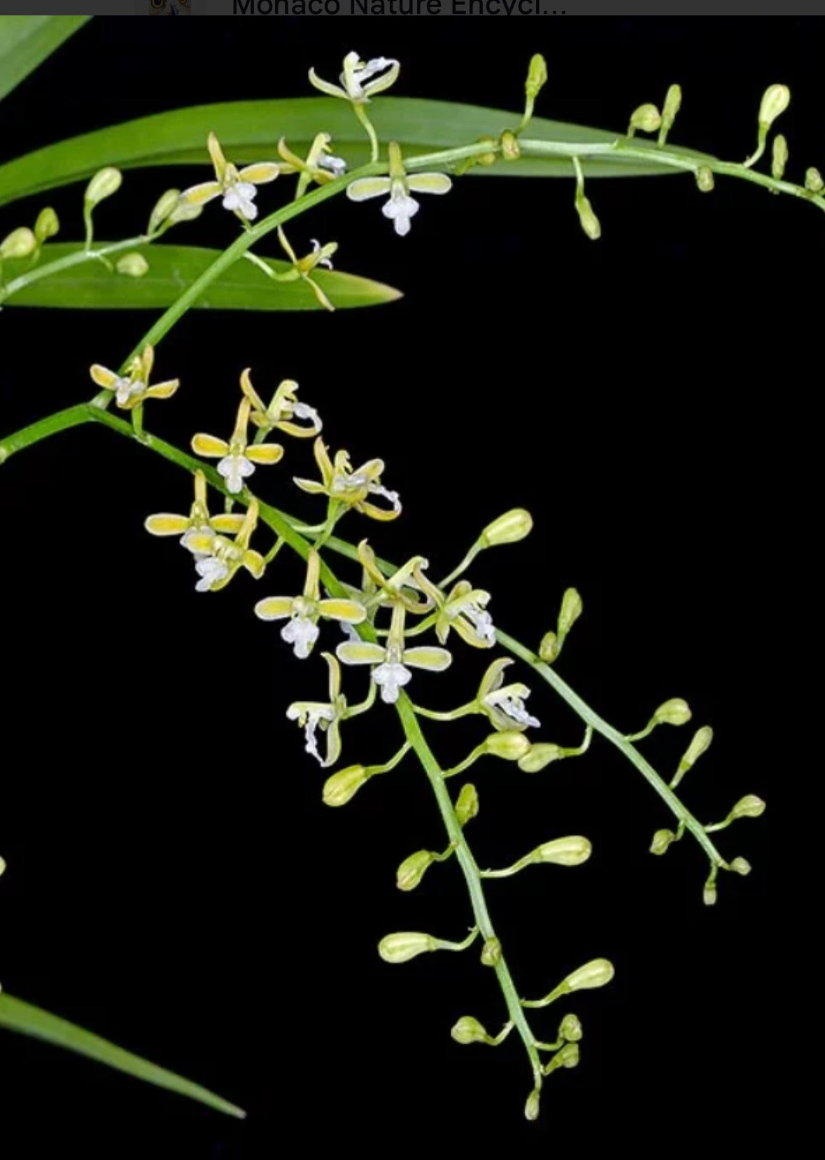 Acriopsis liliifolia