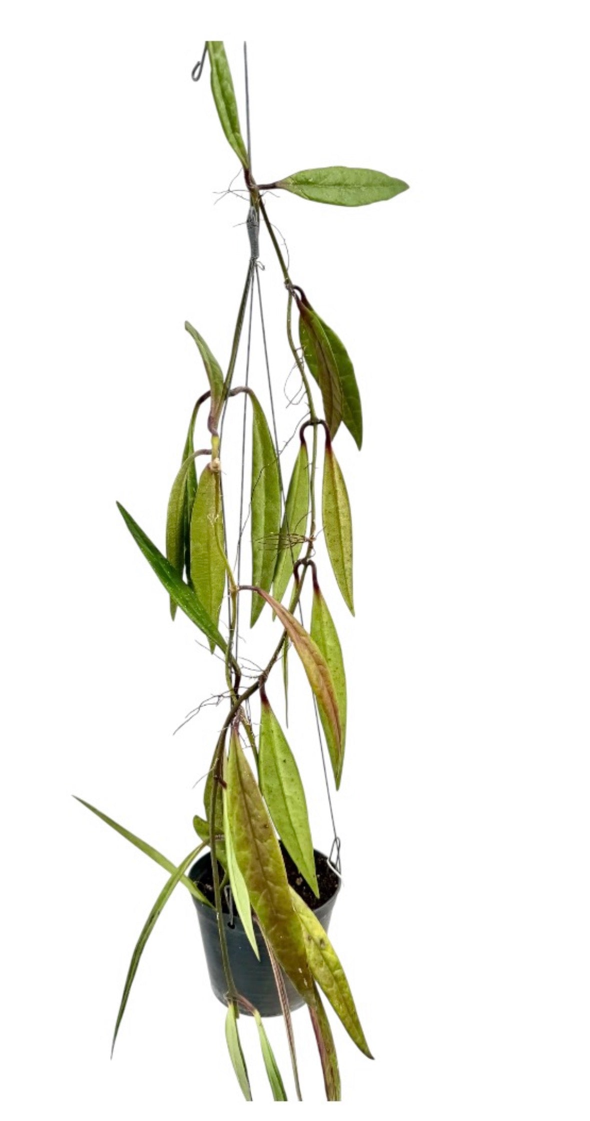 Hoya sulawesiana vine