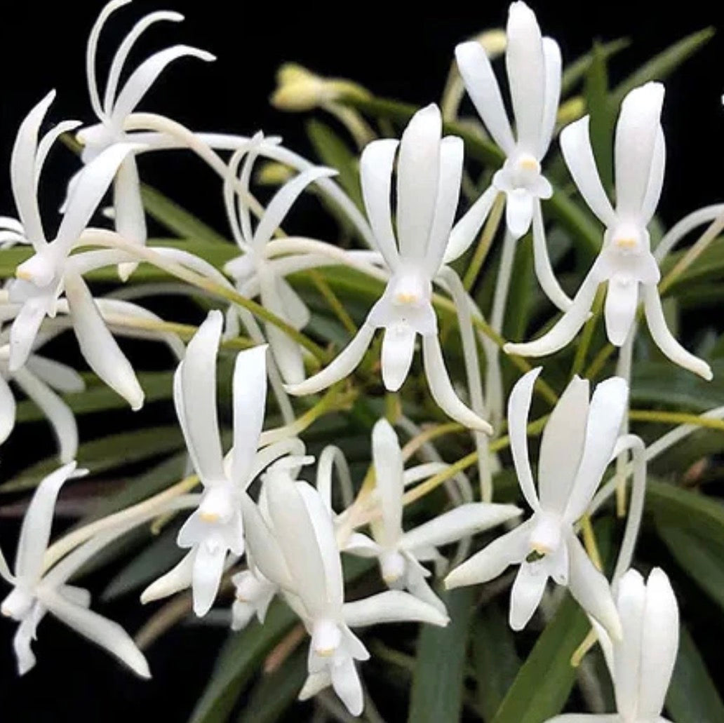 Orchid Neofinetia falcata White