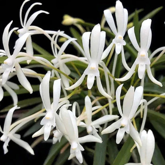 Orchid Neofinetia falcata White
