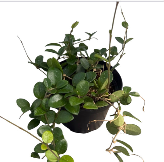 Hoya Mathilde