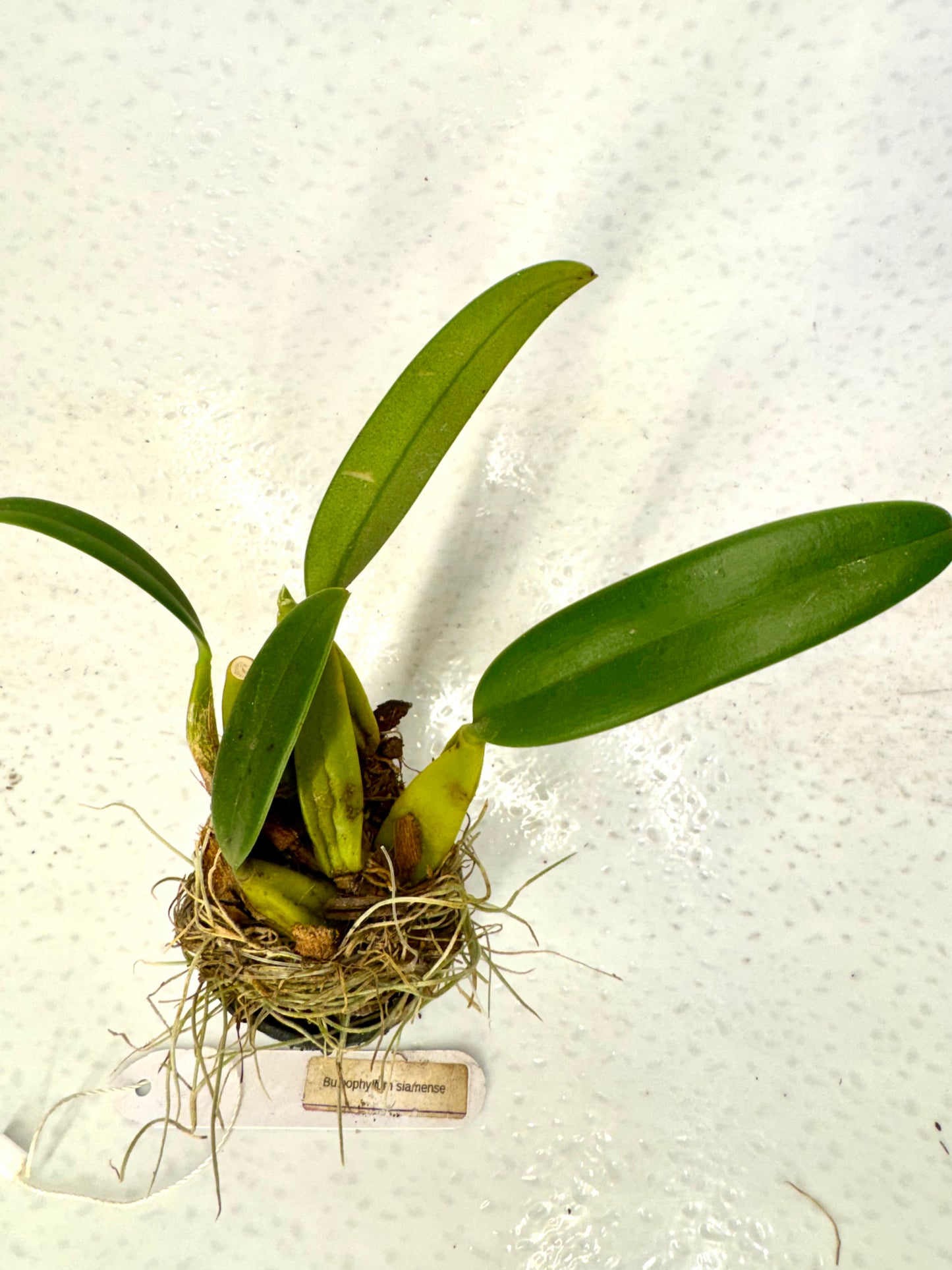 Orchid Bulbophyllum siamense