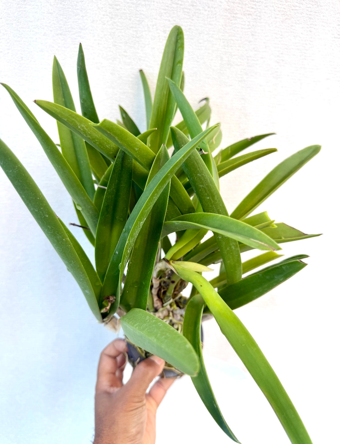 Orchid Bc. Makai Mayumi
