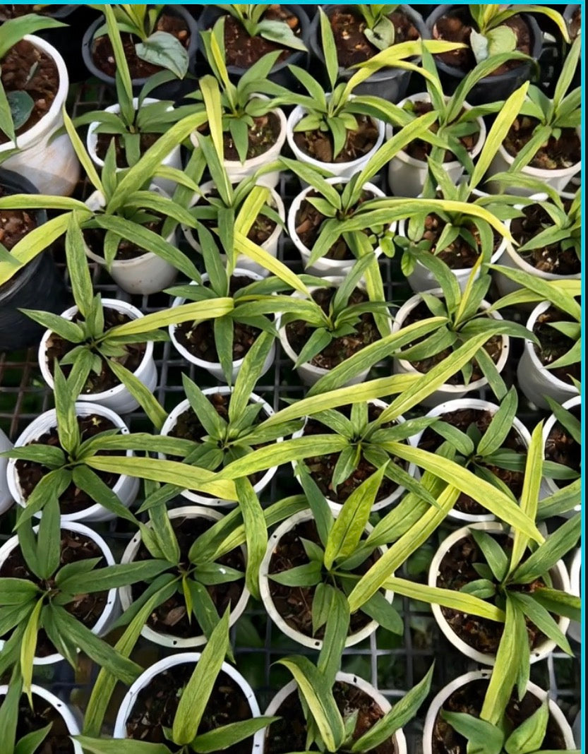 Anthurium Vittarifolium Necktie Variegated