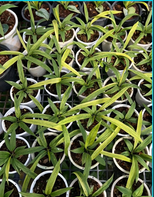 Anthurium Vittarifolium Necktie Variegated