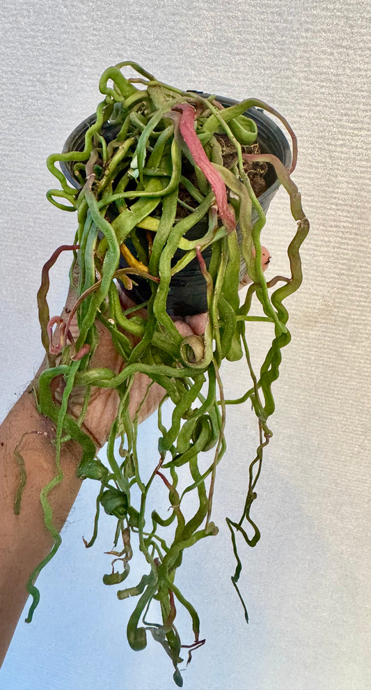 Rhipsalis Lipsid Rare
