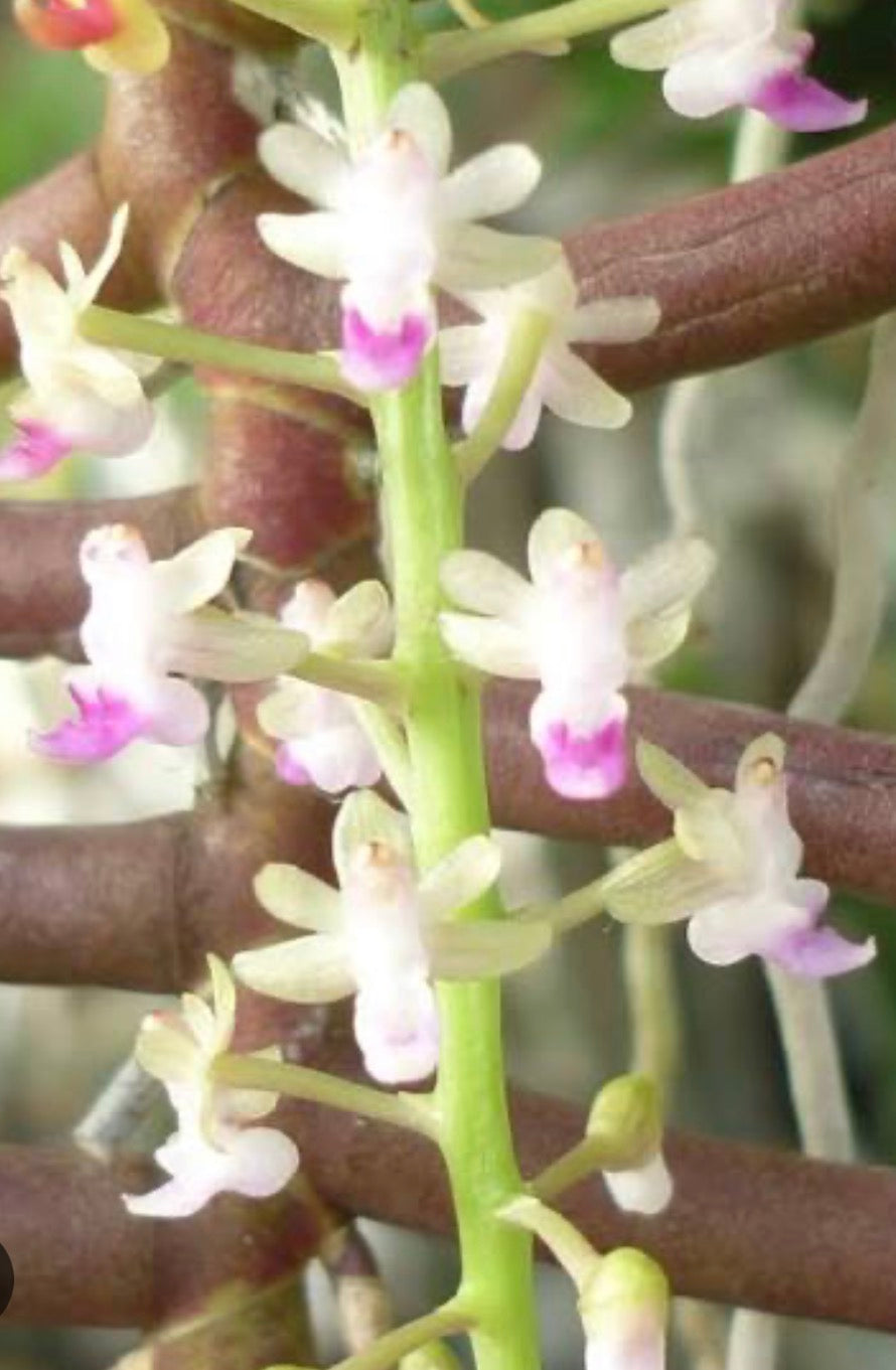 Orchid Cleisostoma arietinum