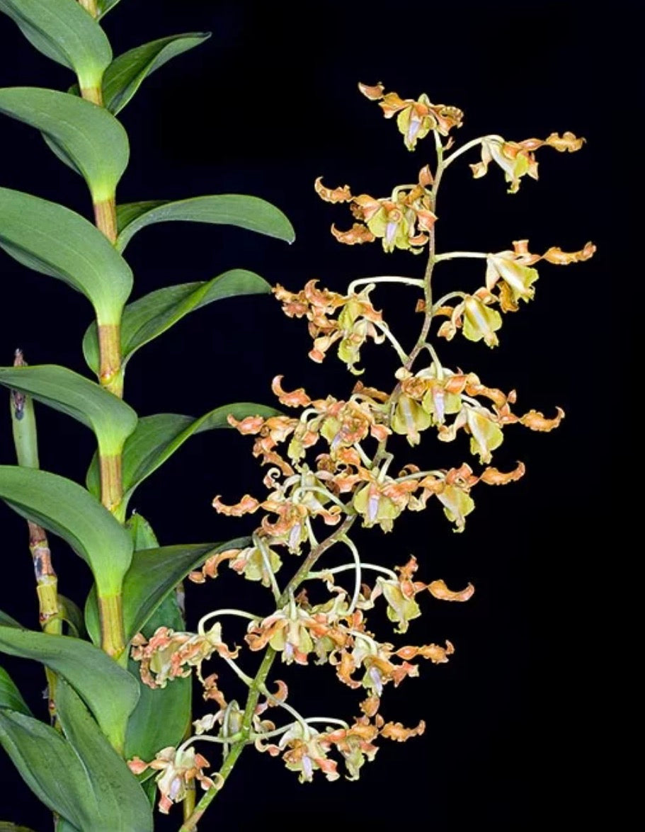 Orchid Dendrobium discolor