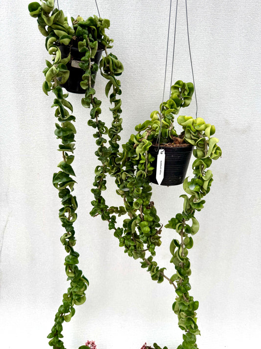Hoya compacta green vine