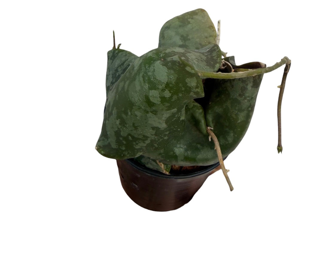 Hoya imbricata