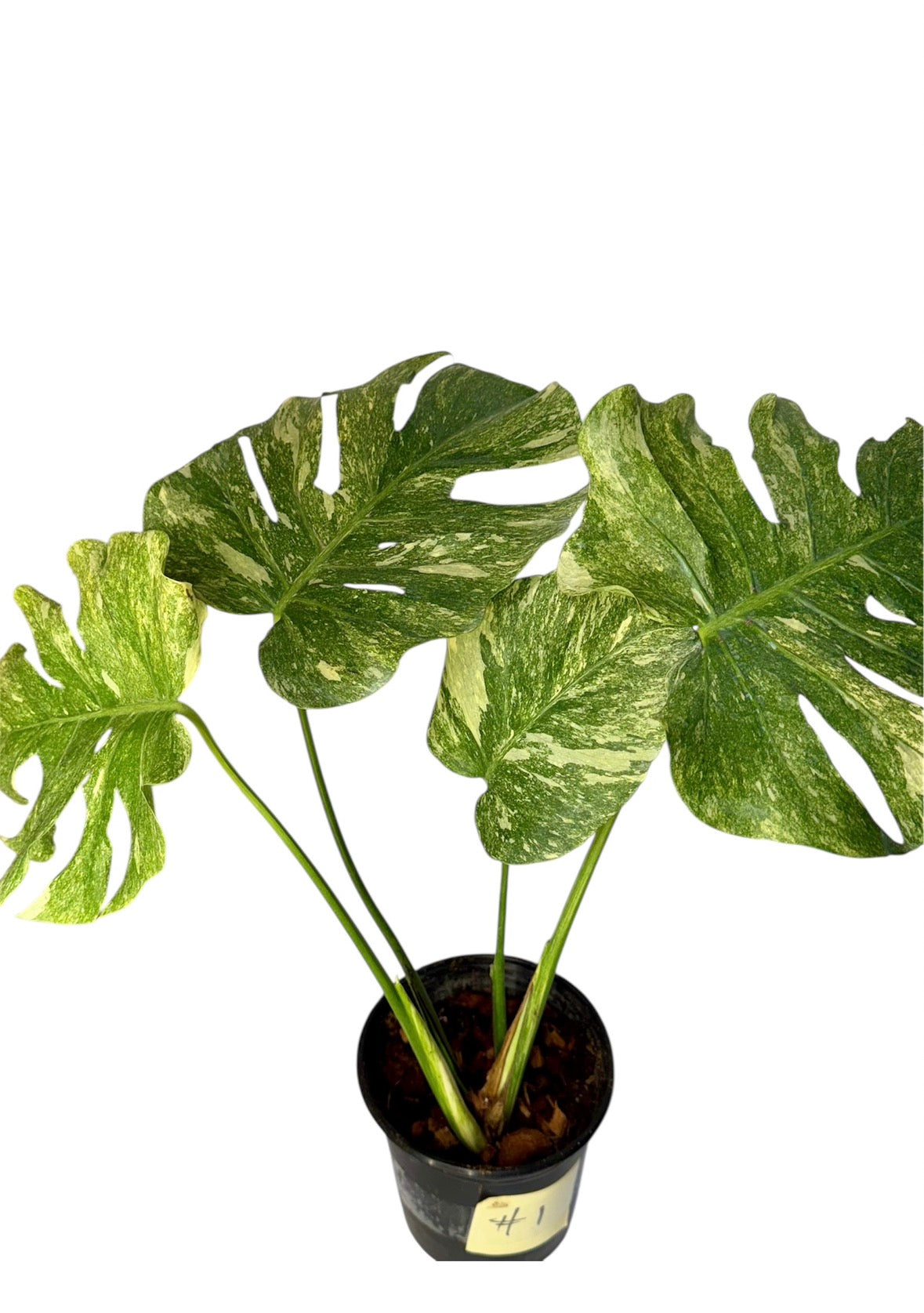 Monstera Green Snow (Rare)