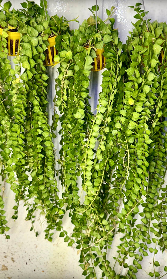 Dishchidia Million Heart Green Long Vine 20 inch long