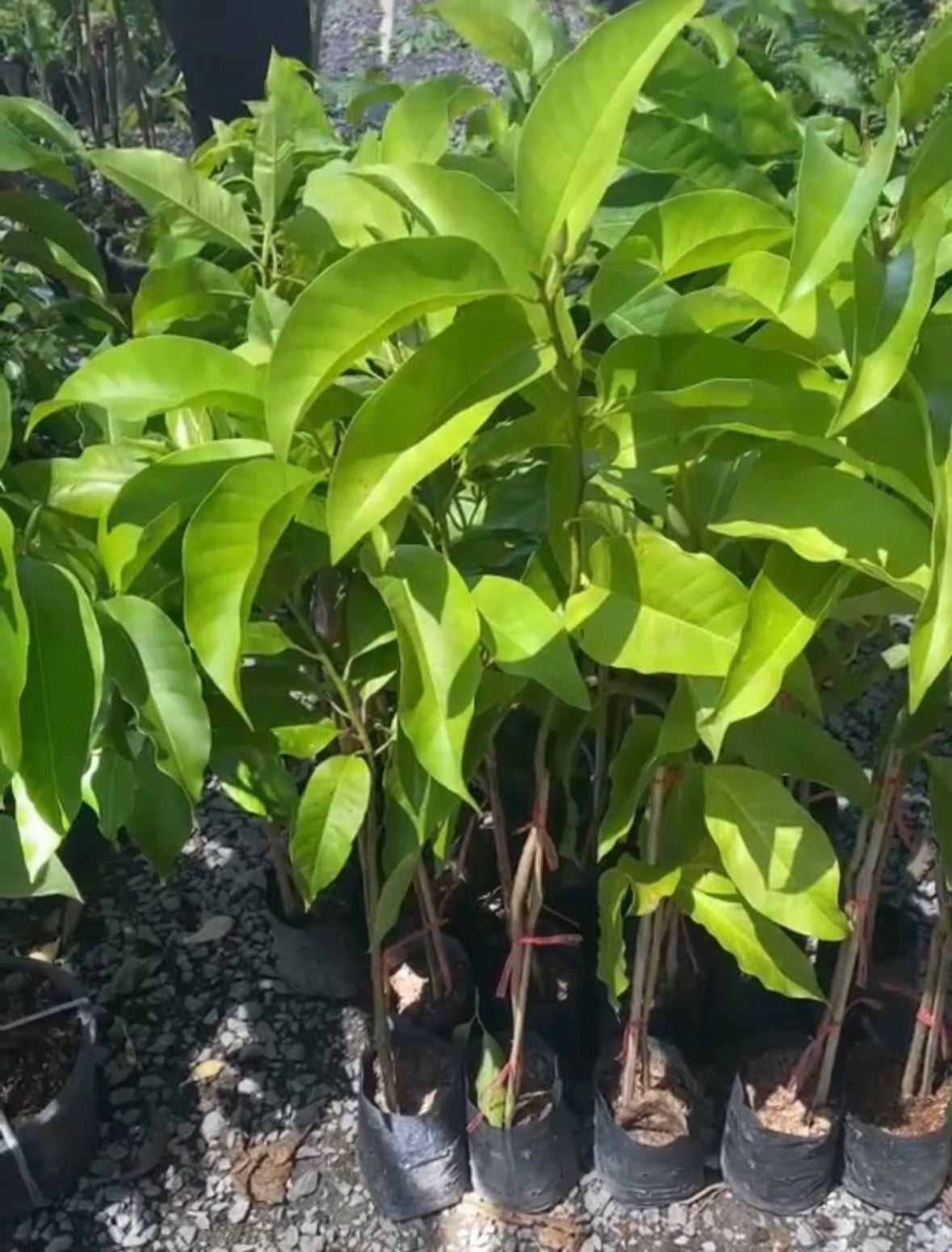 Magnolia x alba Micheal small