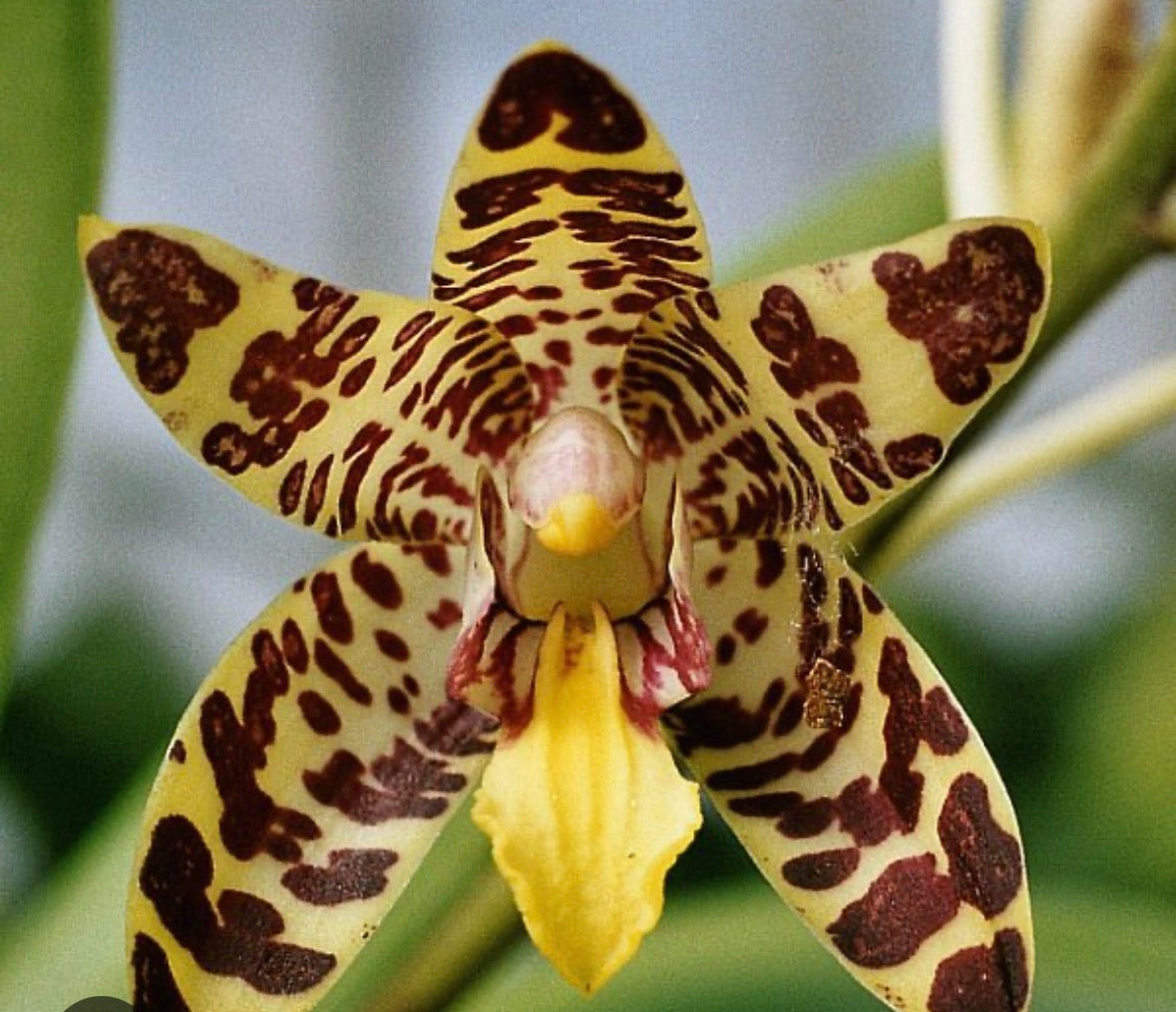 Orchid Ansellia africana – Leopard Orchid