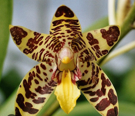 Orchid Ansellia africana – Leopard Orchid