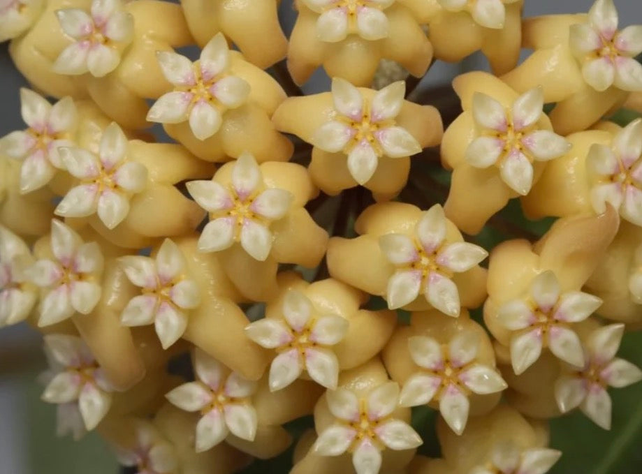 Hoya png Sp 432 Vine