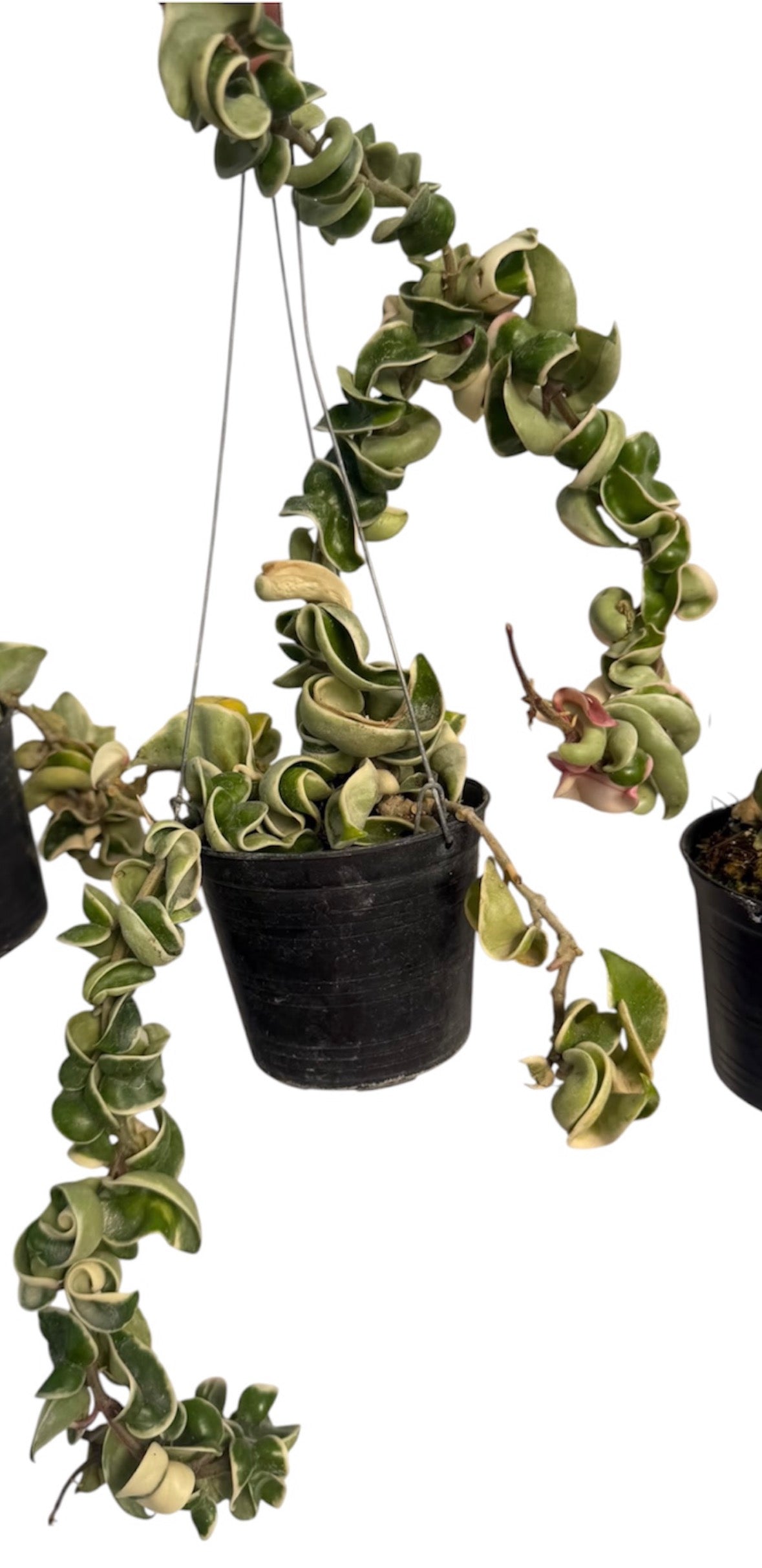 Hoya Compacta Hidu Rope variegated