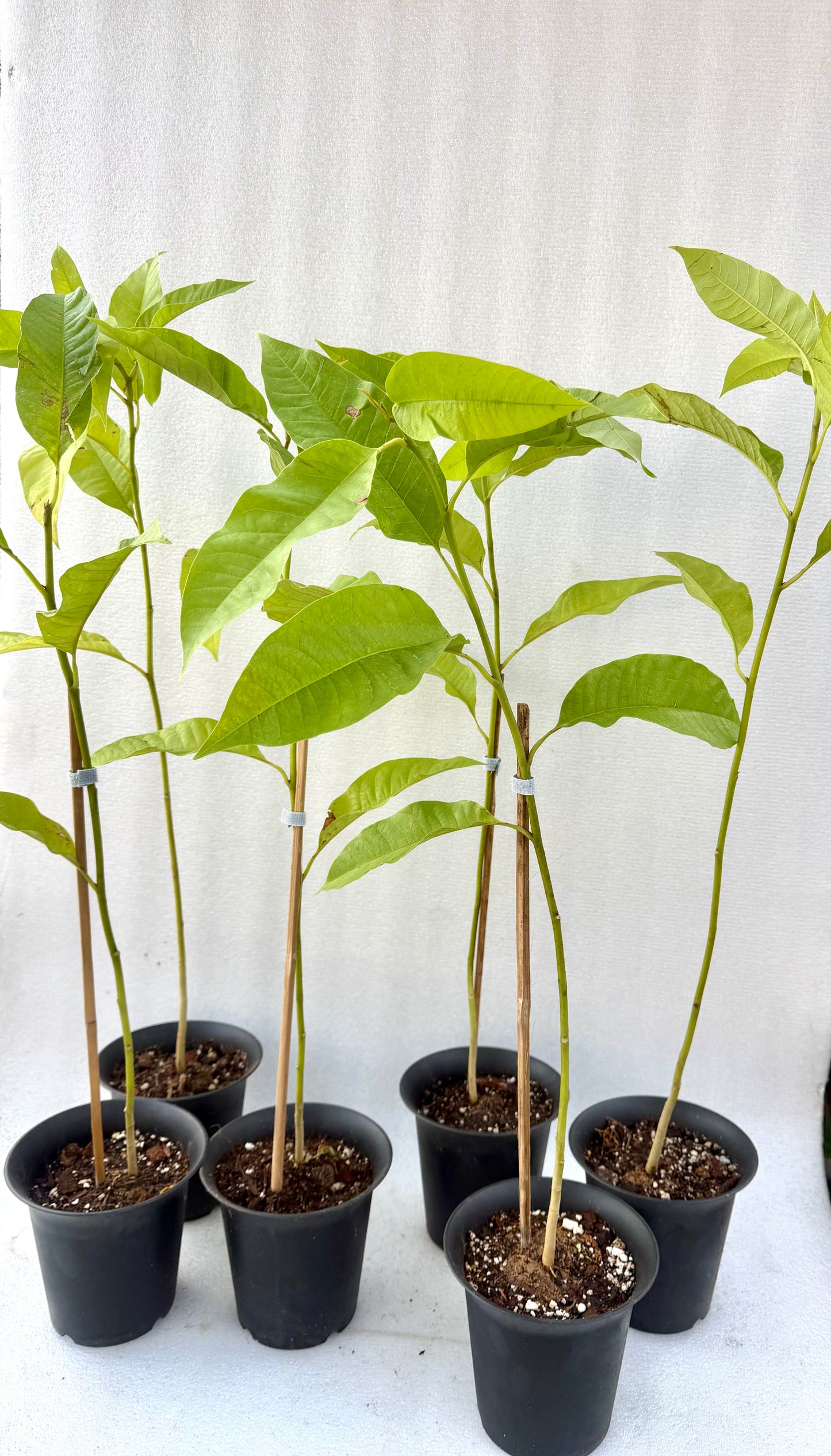Magnolia x alba Micheal small