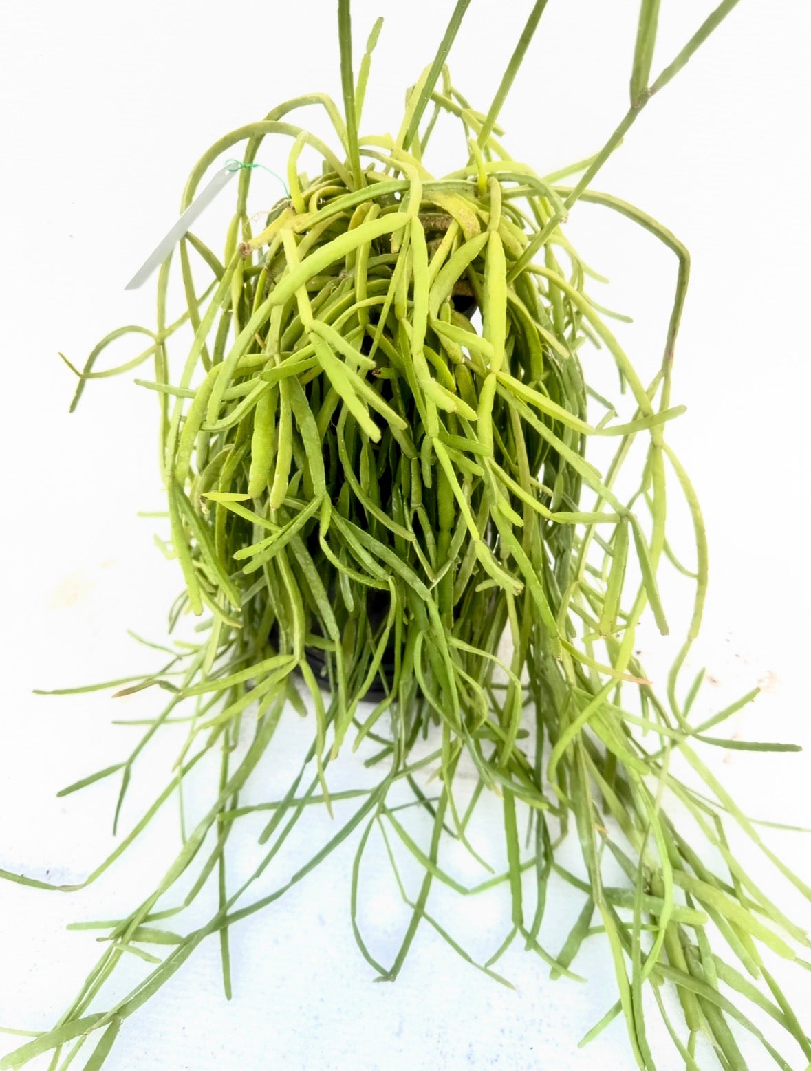 Rhipsalis Micrantha Medium