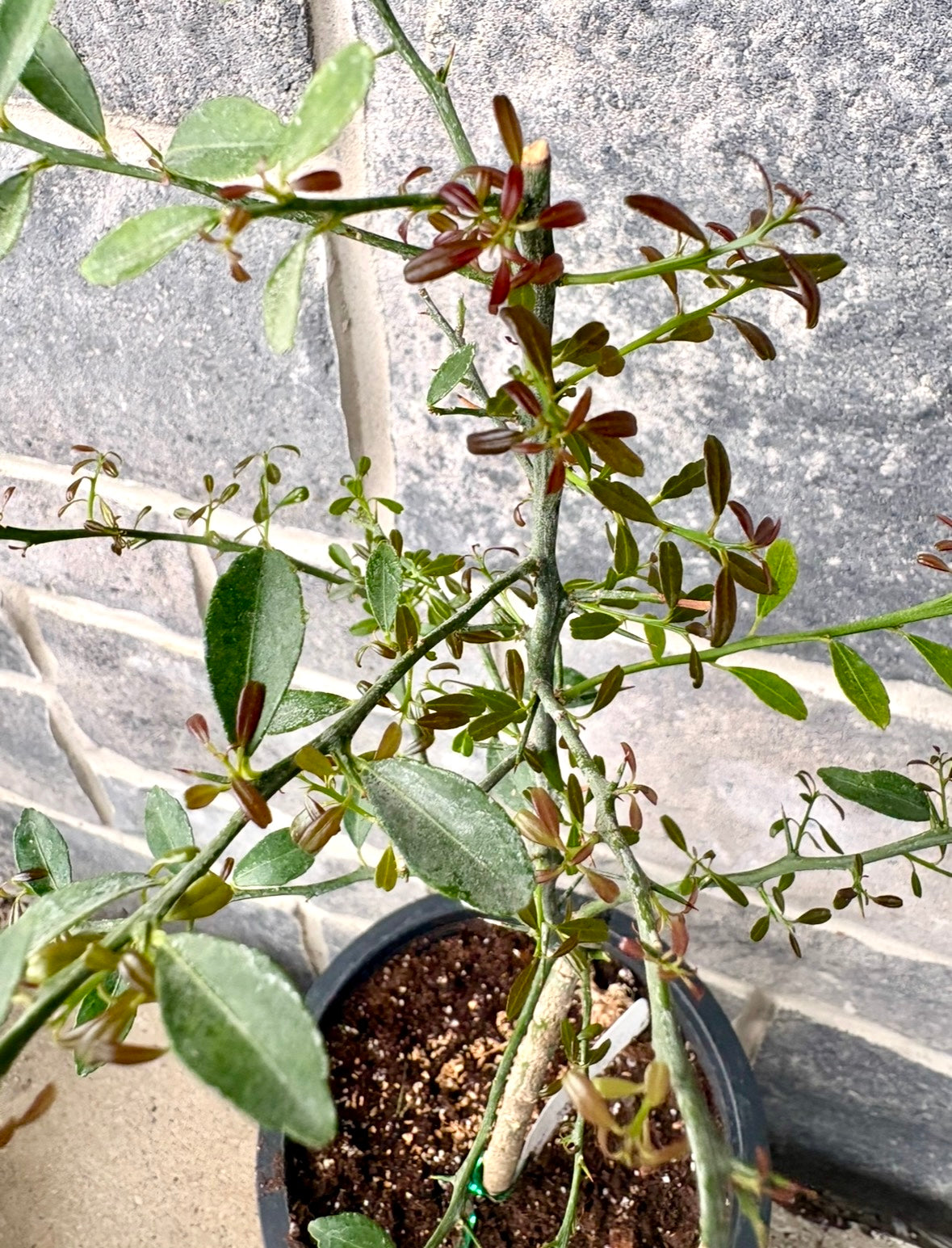 Finger Lime Tree small