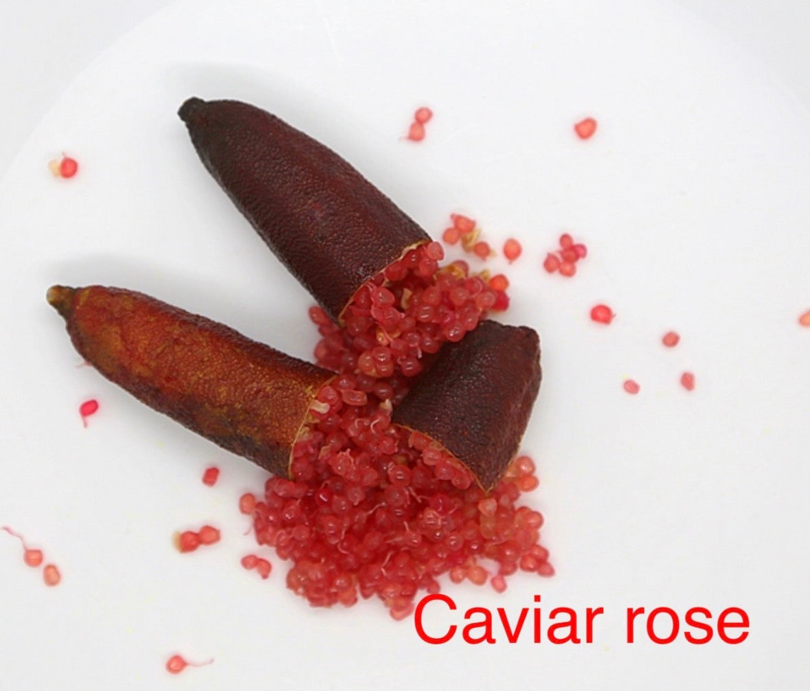 Finger Lime Tree Caviar Rose