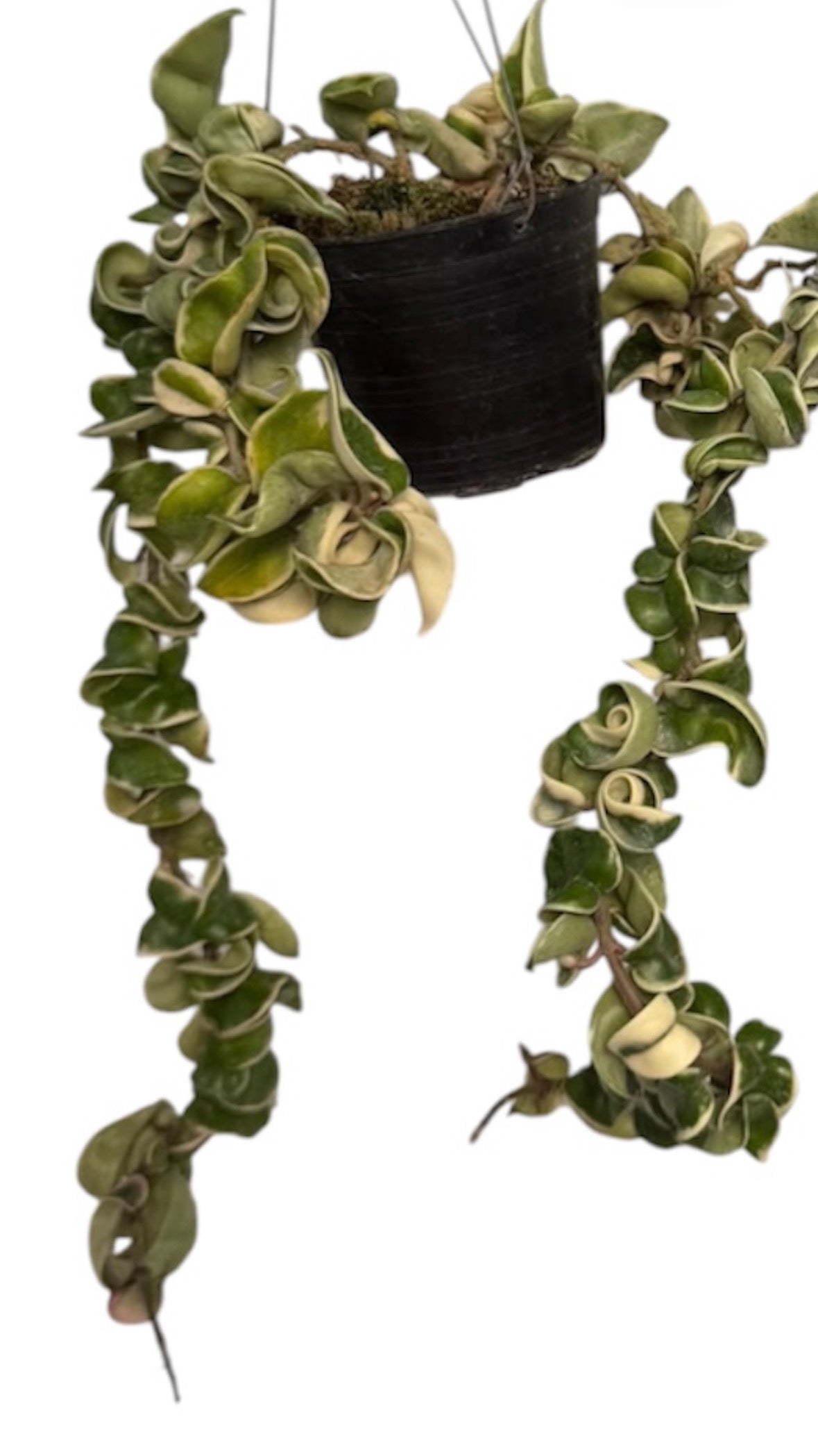 Hoya Compacta Hidu Rope variegated