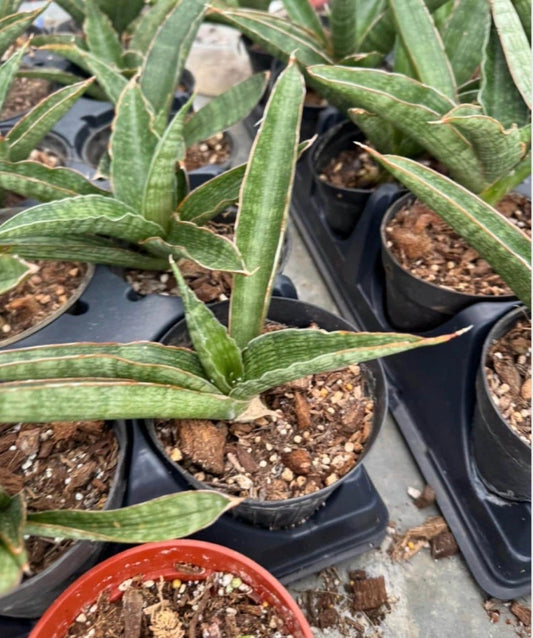 Sansevieria Davida Rare find