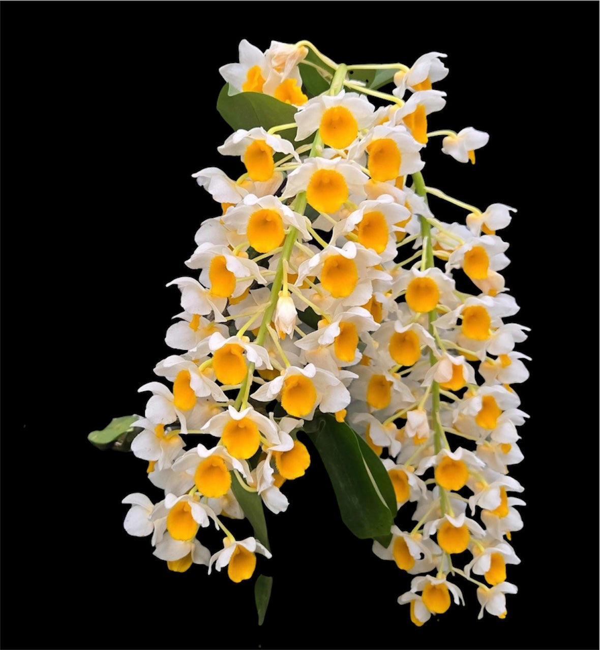 Orchid  Dendrobium thyrsiflorum – Fried Egg Orchid