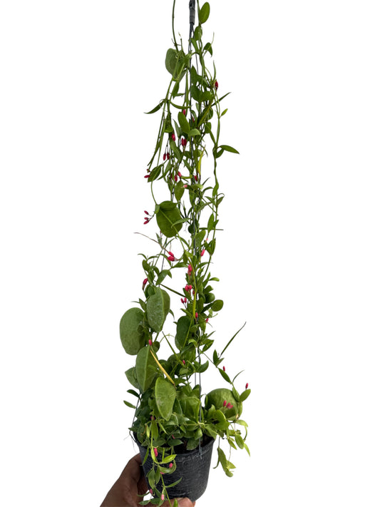Dischidia pistroides (ant plant)
