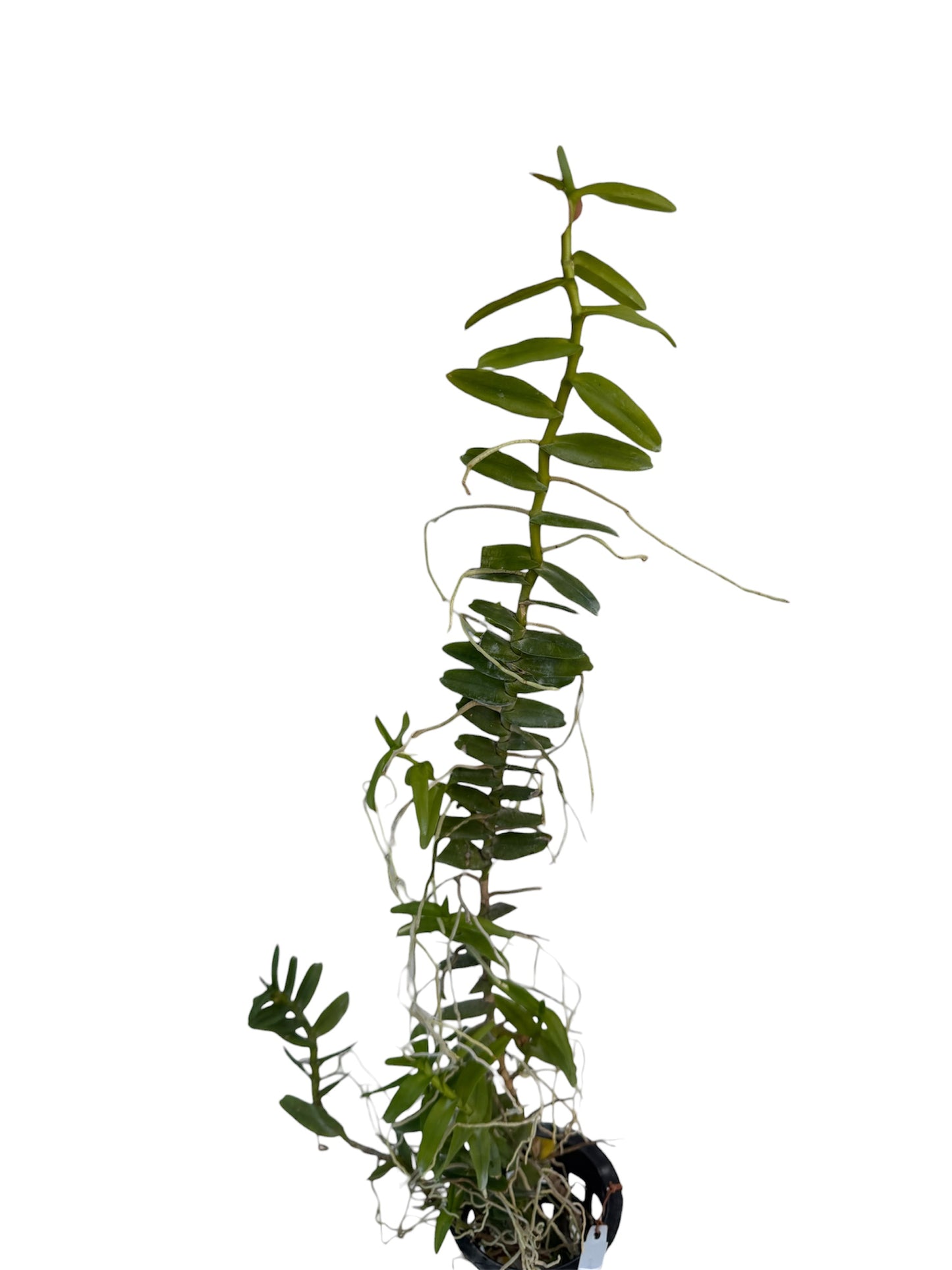 Orchid Pelatanther insectifera