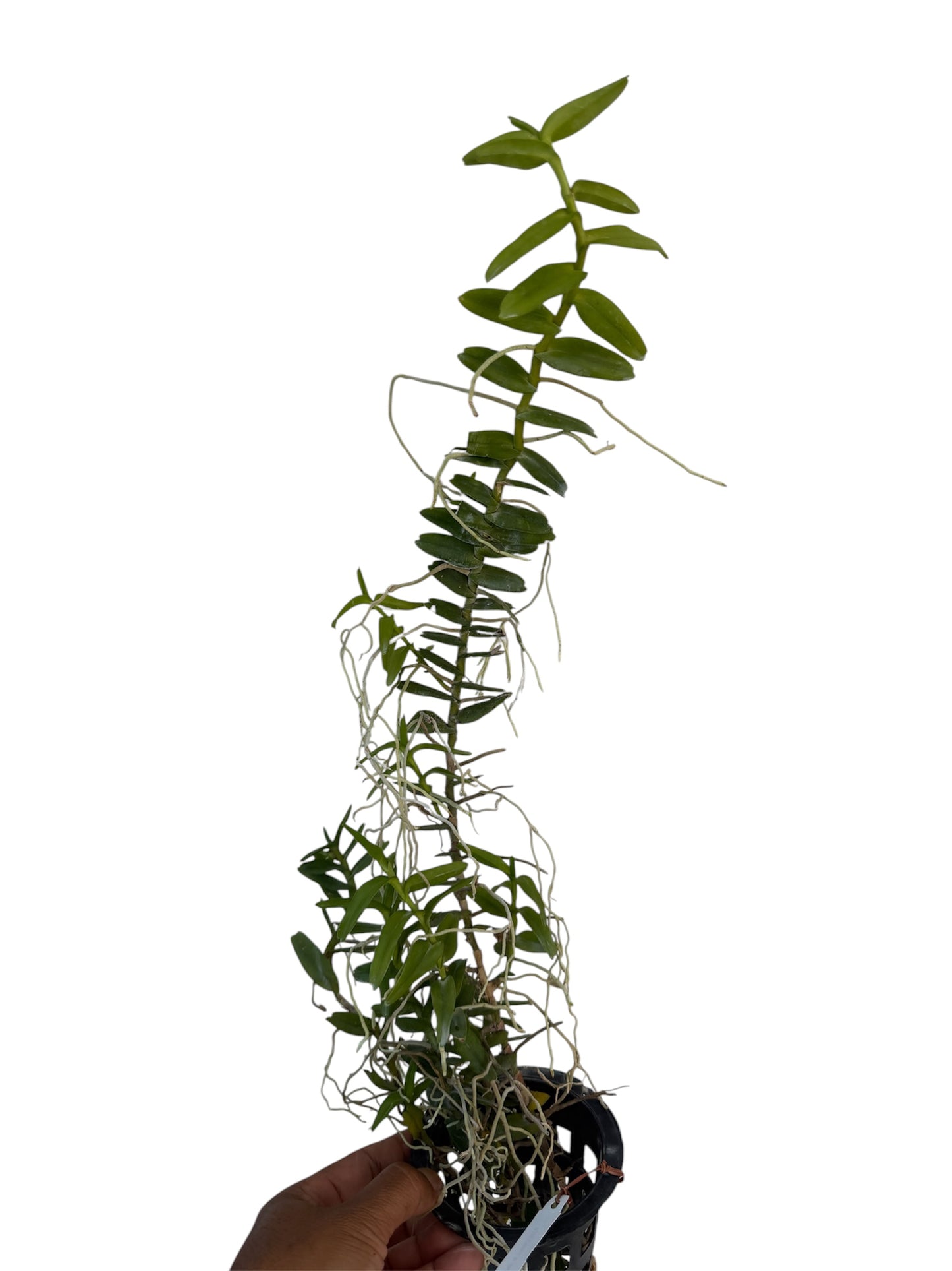 Orchid Pelatanther insectifera
