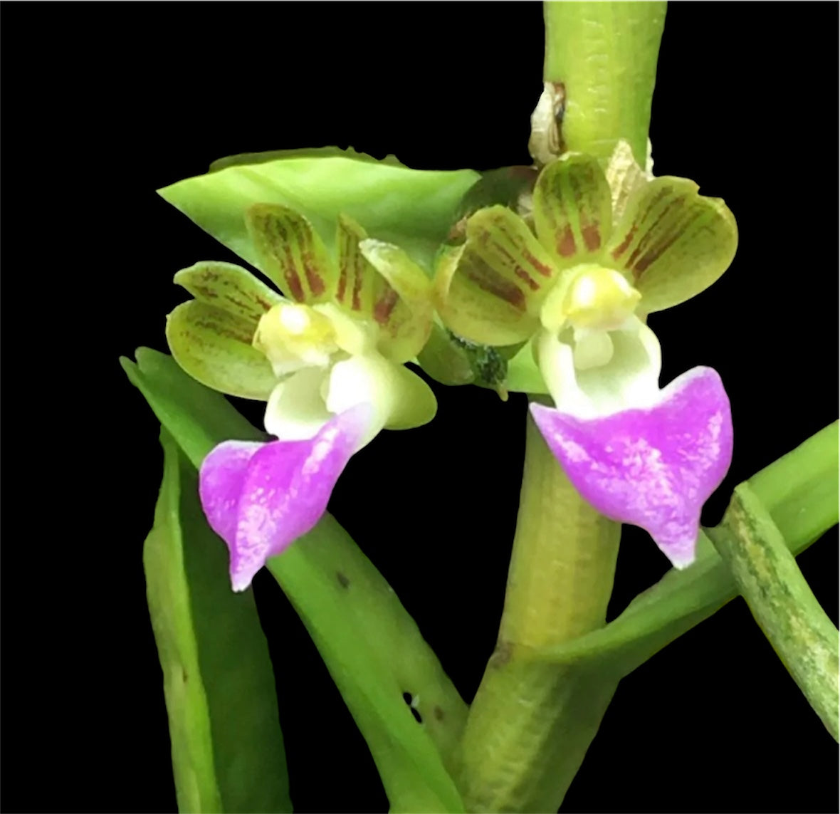 Orchid Pelatanther insectifera