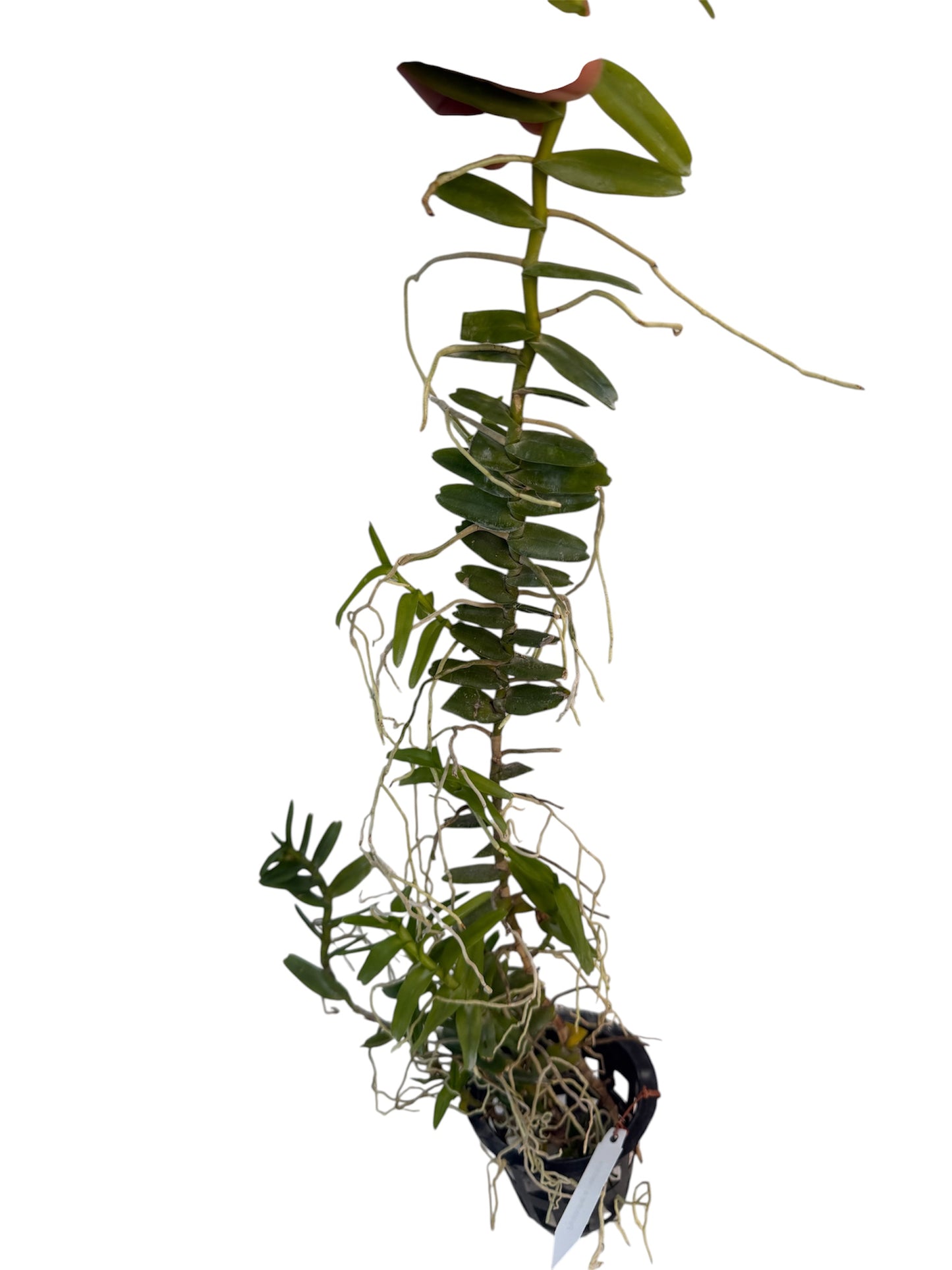 Orchid Pelatanther insectifera
