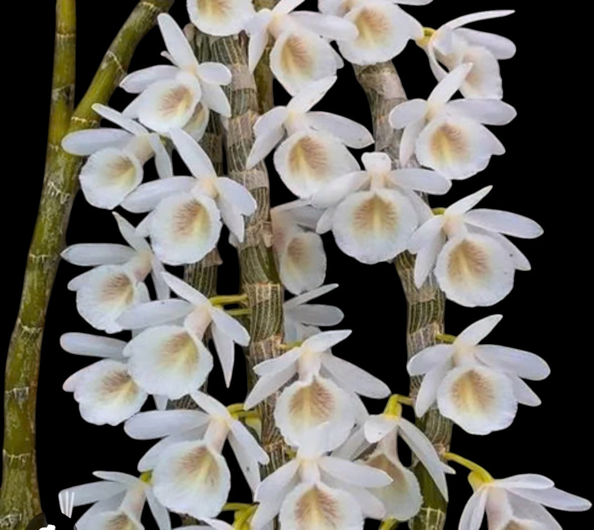 Orchid Dendrobium cretaceum