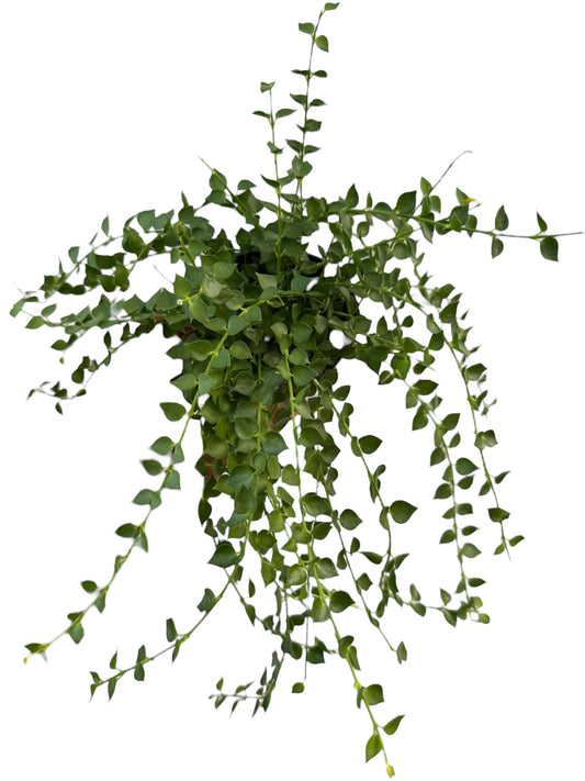 Dischidia ruscifolia (Million Hearts) large