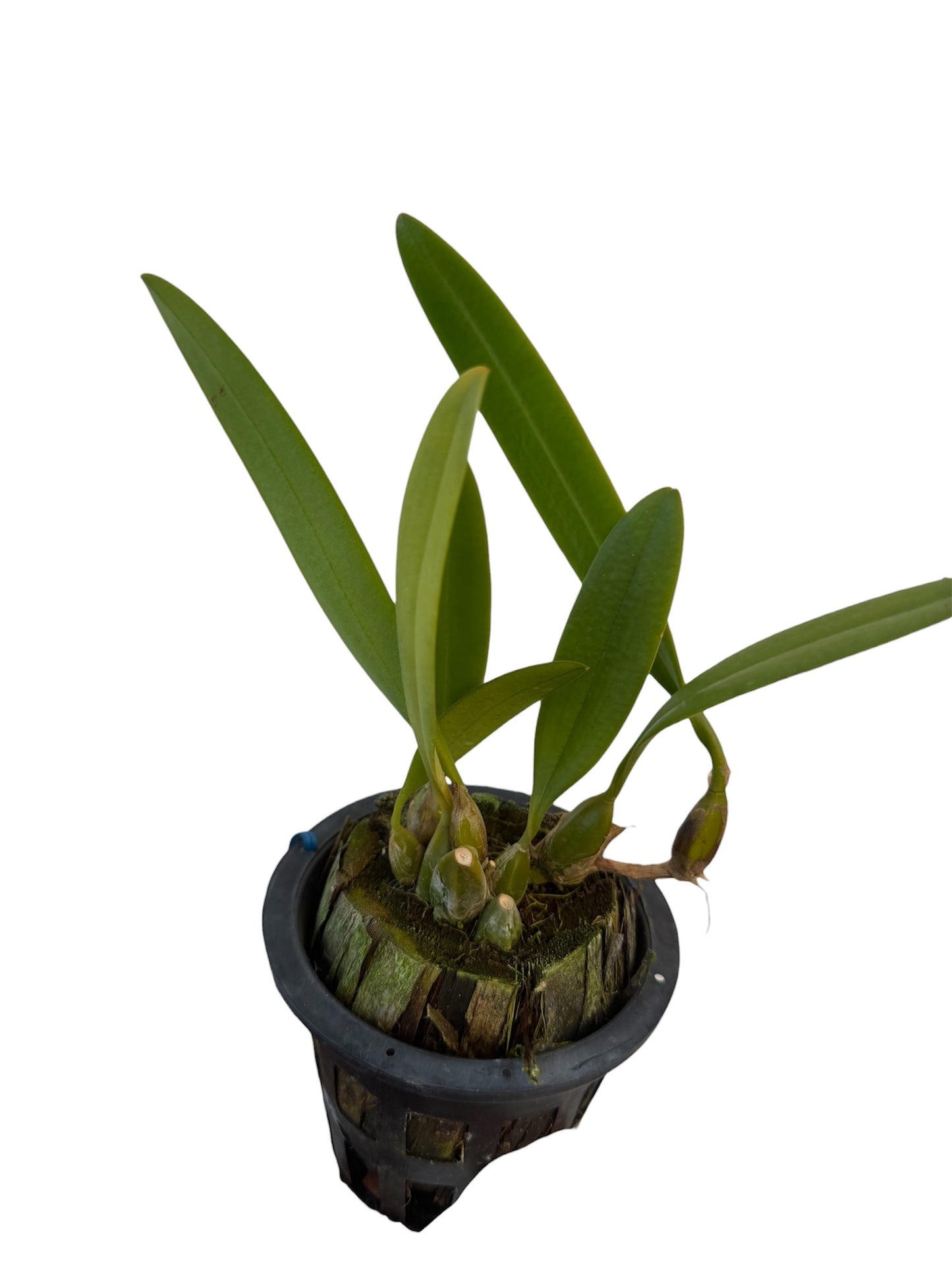 Orchid Bulbophyllum Medusa x longissimum