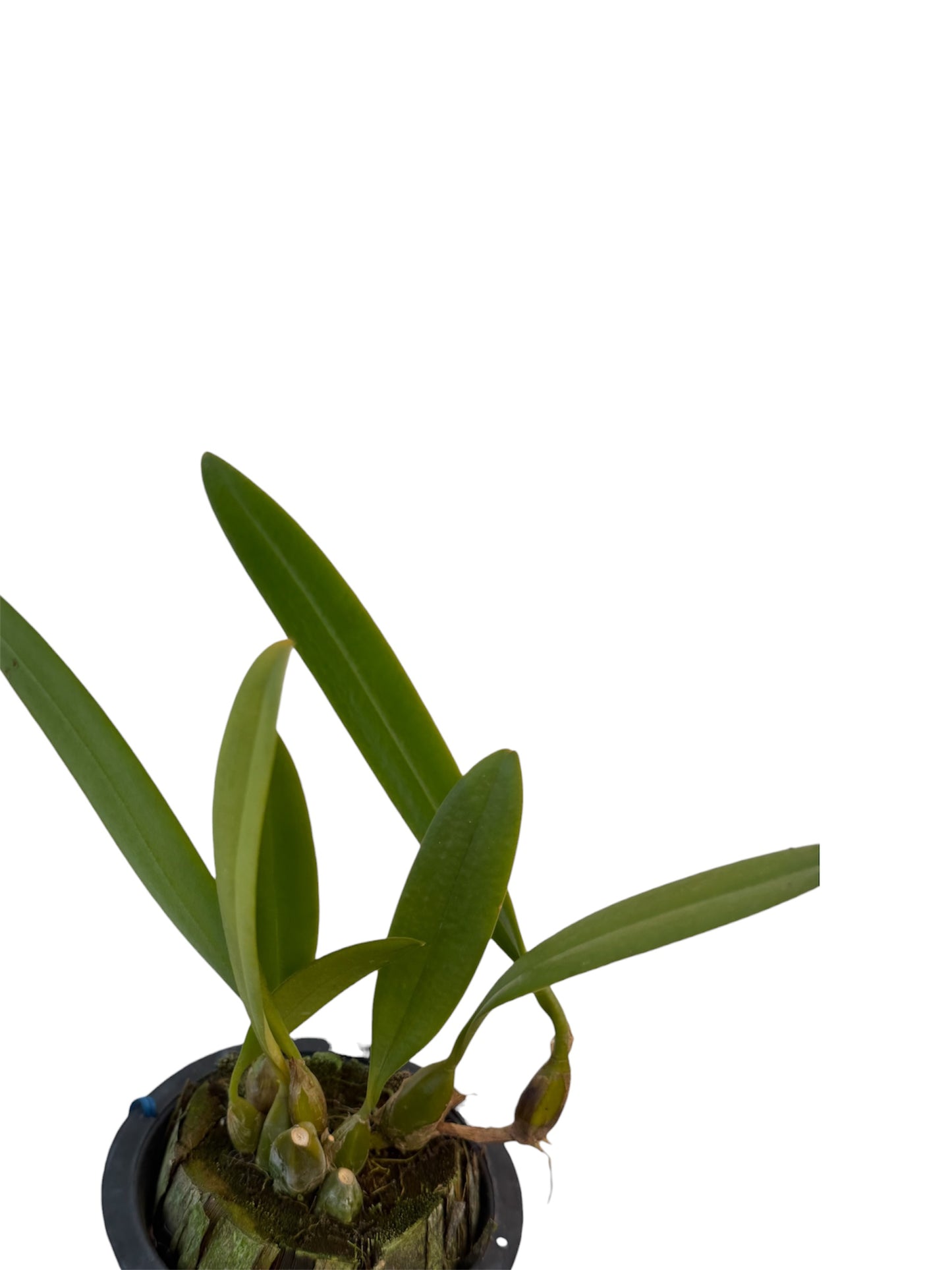 Orchid Bulbophyllum Medusa x longissimum