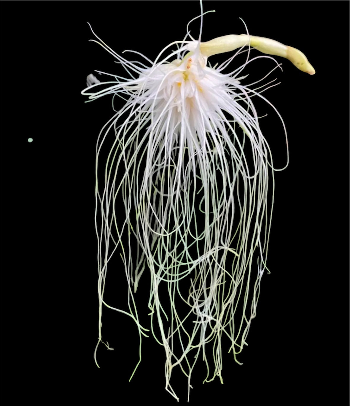 Orchid Bulbophyllum Medusa x longissimum