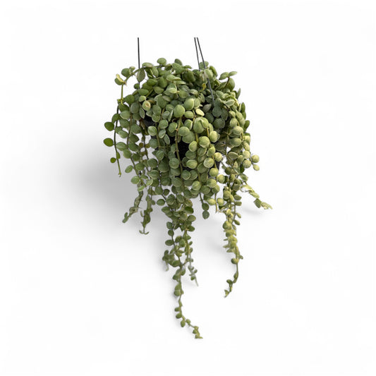 Dischidia nummularia variegated
Strings of nickels