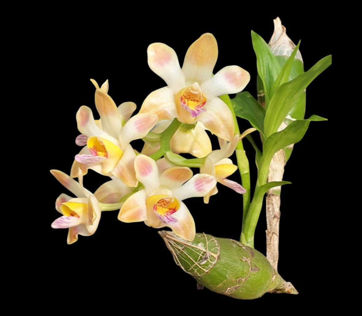 Orchid Chysis limminghei