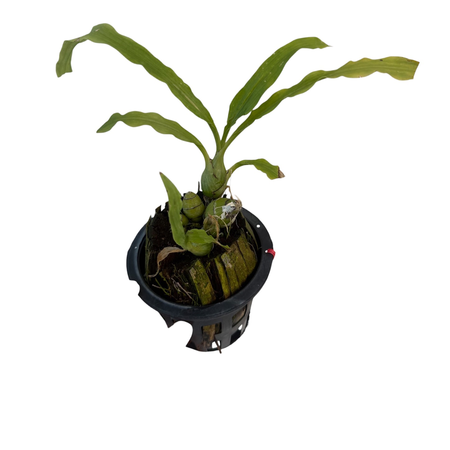 Orchid Chysis limminghei