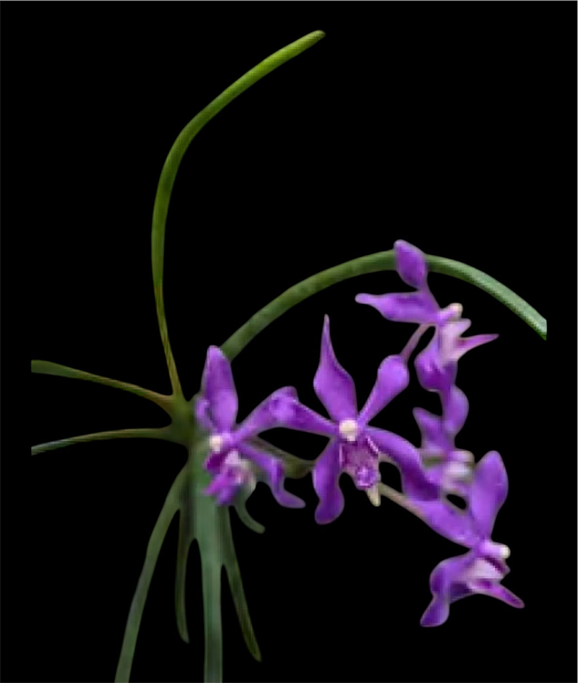 Orchid Vandachostylis (formerly Darwinara) Charm 'Blue Star' × Seidenfadenia mitrata.